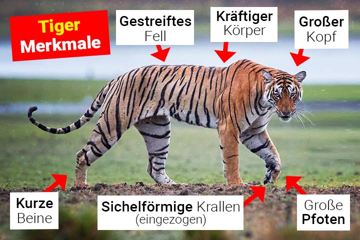 Tiger Merkmale