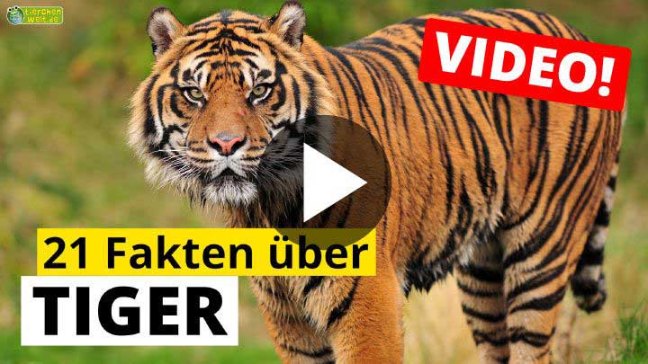 Video Tiger