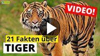 Video Tiger
