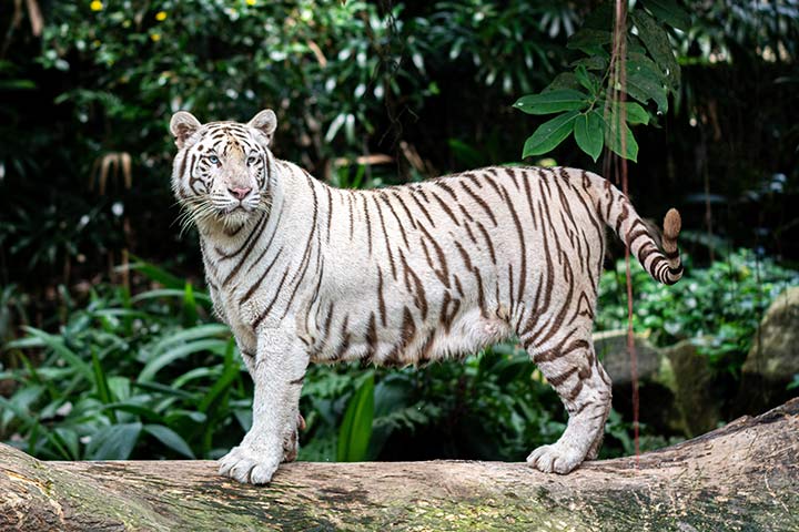 Weißer Tiger