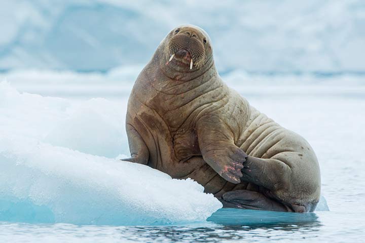 Walross auf einer Eisscholle