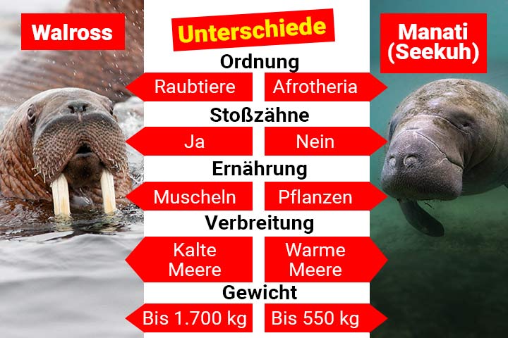 Walross oder Manati – Wo ist der Unterschied?