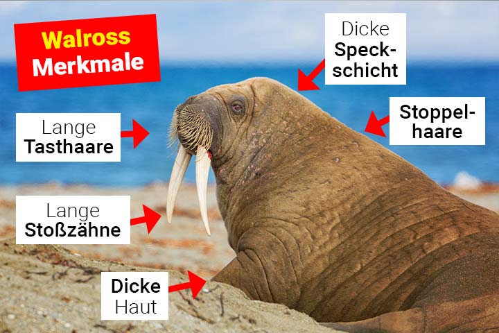 Walross Merkmale