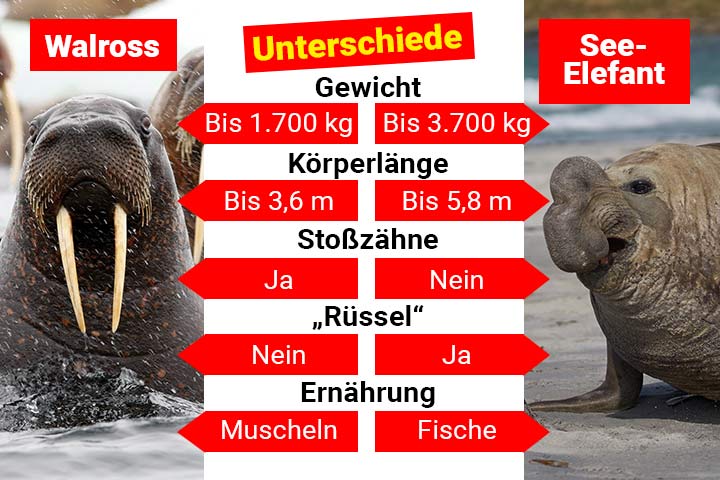 Walross oder See-Elefant – Wo ist der Unterschied?