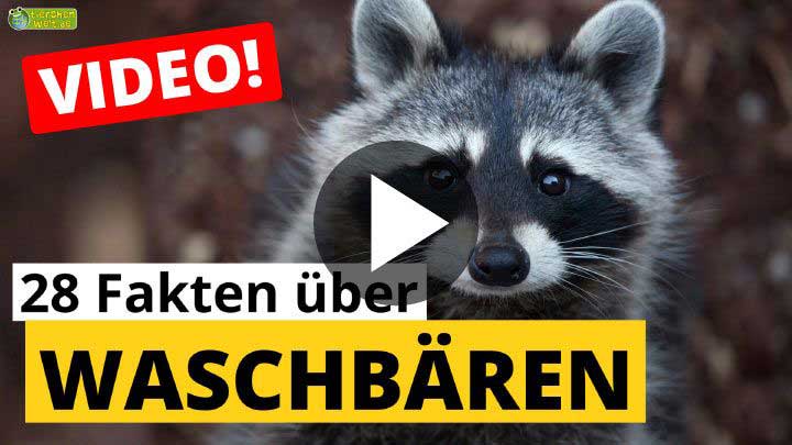 Video Waschbären