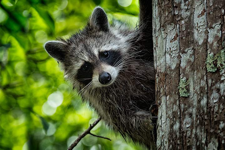Waschbär