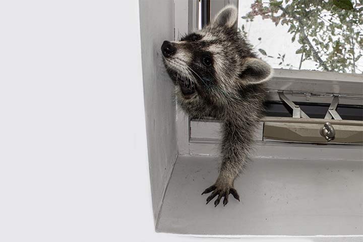 Waschbär