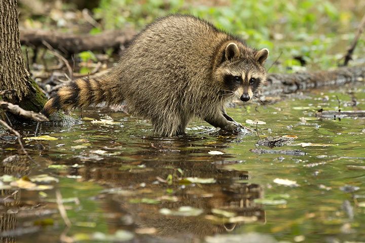 Waschbär