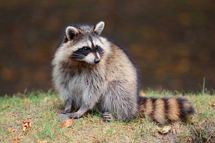 Waschbär Waschbär