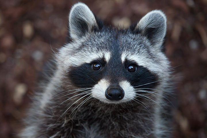 Waschbär