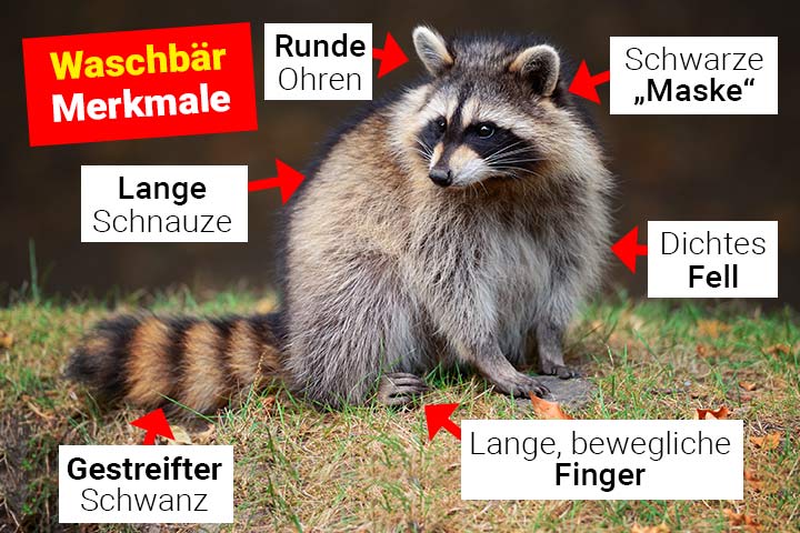 Waschbär Merkmale