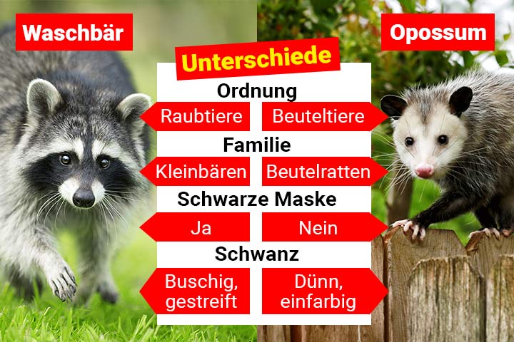 Waschbär oder Opossum – Wo ist der Unterschied?