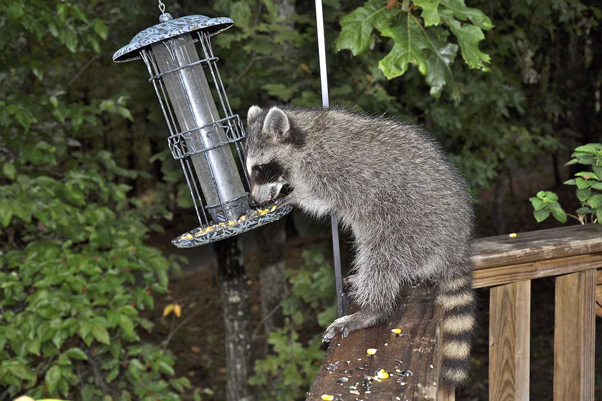 Waschbär