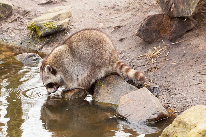 Waschbär Waschbär