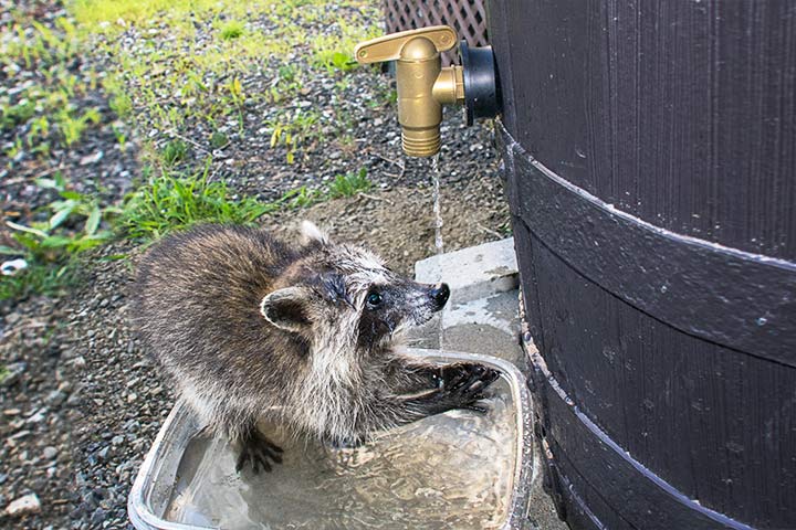 Waschbär