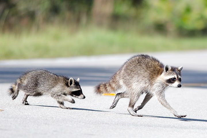 Waschbär