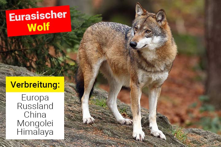 Eurasischer Wolf