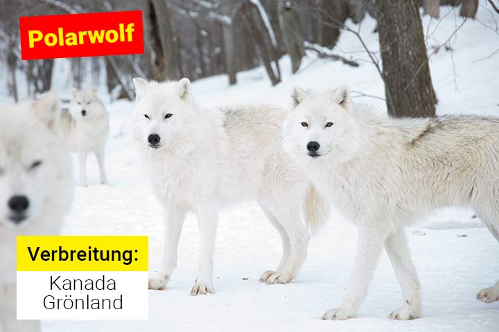 Polarwolf