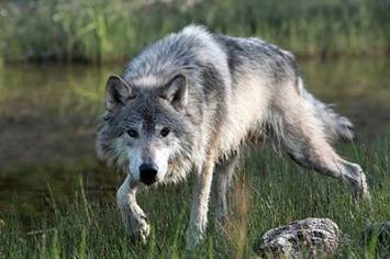 Wolf
