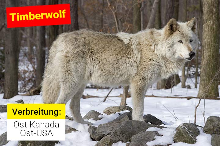 Timberwolf