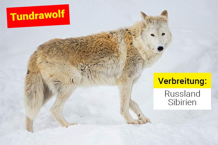 Tundrawolf
