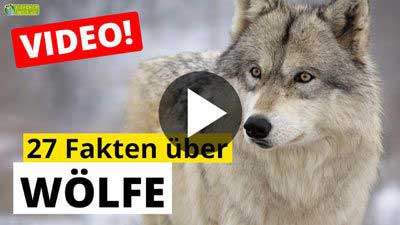 Wolf-Video - 27 Fakten über Wölfe