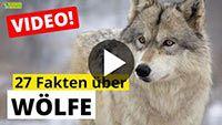 Video Wolf