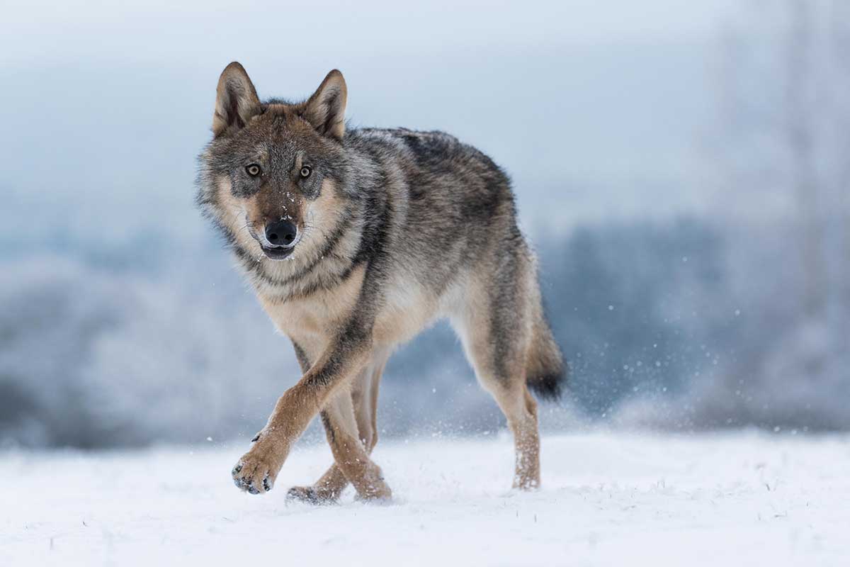 Wolf im Winter