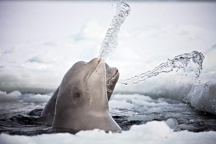 Ein junger, grauer Belugawal spritzt Wasser