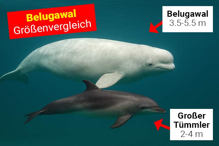 Belugawal und Delfin - Größenvergleich