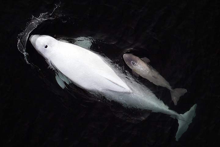 Ein weiblicher Belugawal mit ihrem Baby