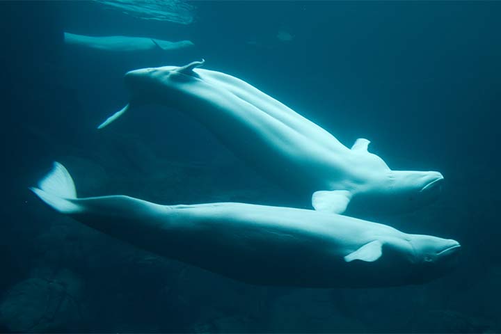 Zwei Belugawale bei Paarungsritual