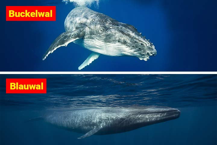 Buckelwal oder Blauwal – Wo ist der Unterschied?