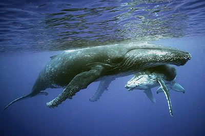 Buckelwal-Steckbrief