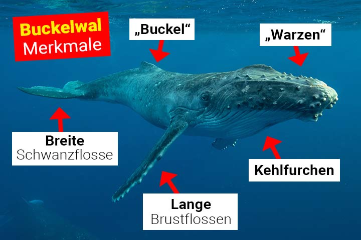 Buckelwal Körperbau und Aussehen