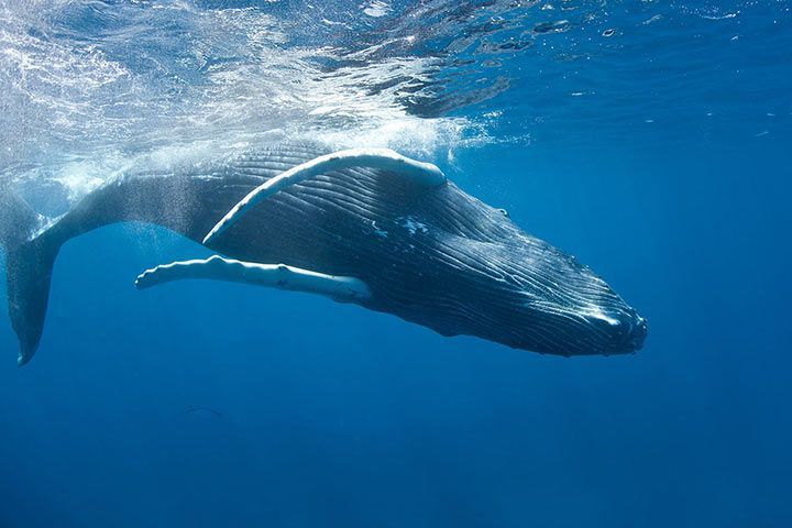 Wie Atmen Tiere Unter Wasser