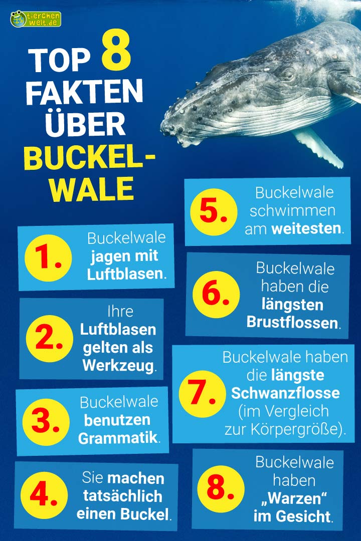8 erstaunliche Fähigkeiten, die Buckelwale einzigartig machen