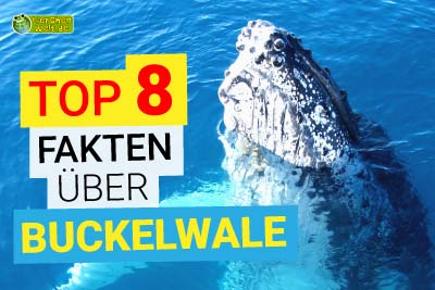 Top 8 Fakten über Buckelwale