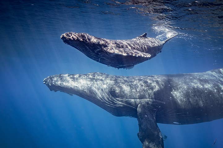 Buckelwale beherrschen Grammatik
