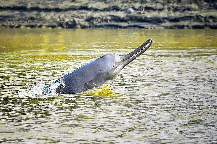 Ganges-Delfin