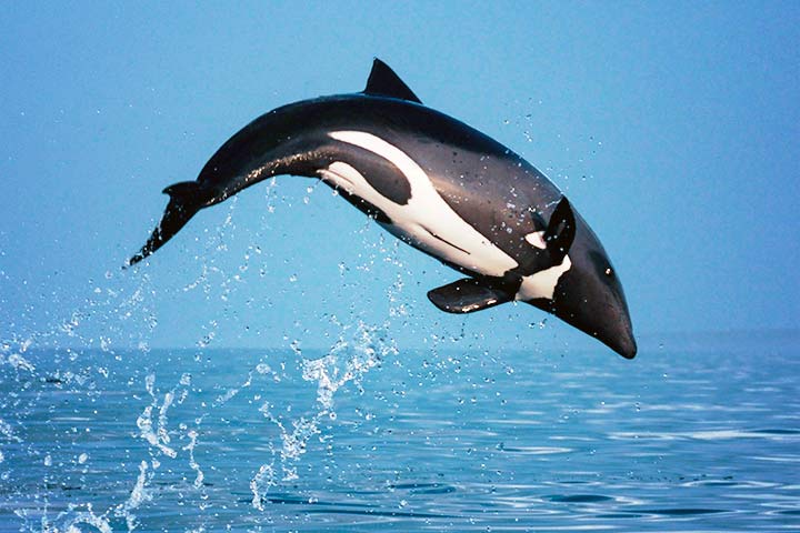 Heaviside-Delfin