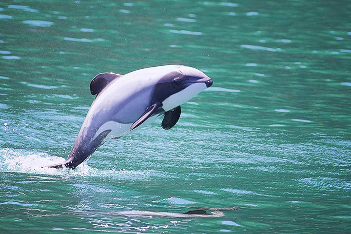 Hector-Delfin