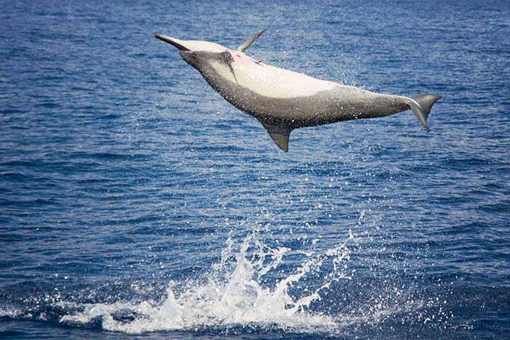 Ostpazifischer Delfin