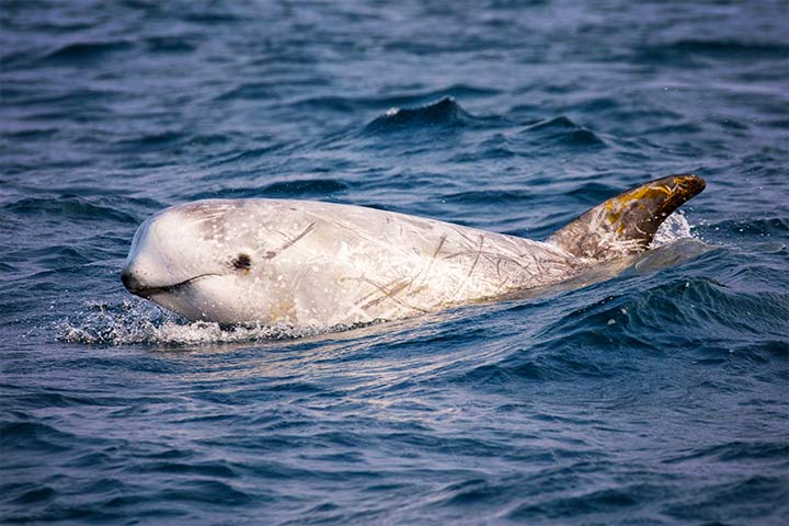 Rundkopfdelfin