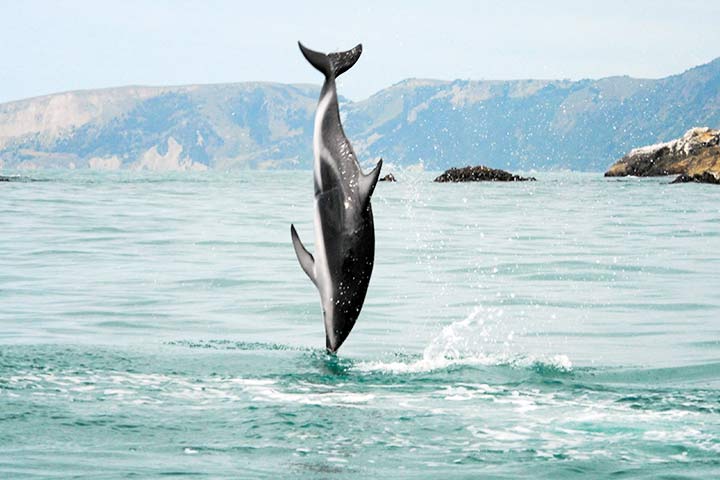 Schwarzdelfin