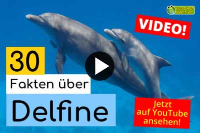 Delfin-Video - 30 Fakten über Delfine