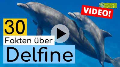 Delfin-Video - 30 Fakten über Delfine