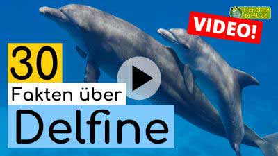 Video Delfine