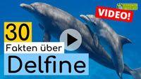 Video Delfine
