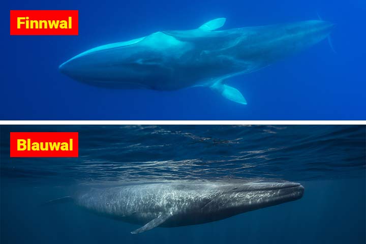 Finnwal oder Blauwal - Wo ist der Unterschied?